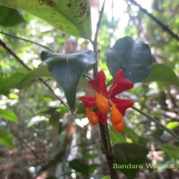 Euonymus walkeri Wight